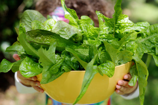 Edible gardens bring joy