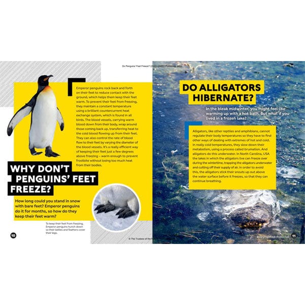 Do Penguins' Feet Freeze?