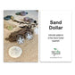 Good Do Good Stud Earrings - Sand Dollar