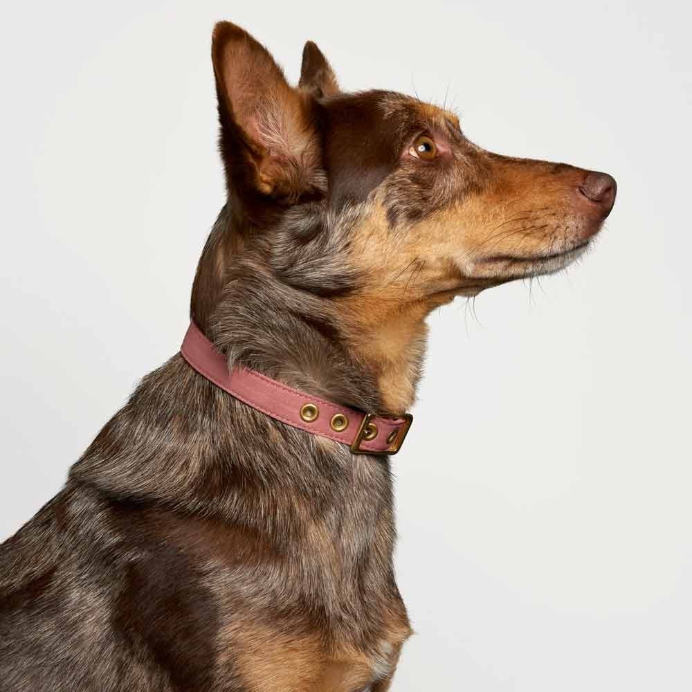 Animals In Charge All Weather Dog Collar - Dusty Pink Brass