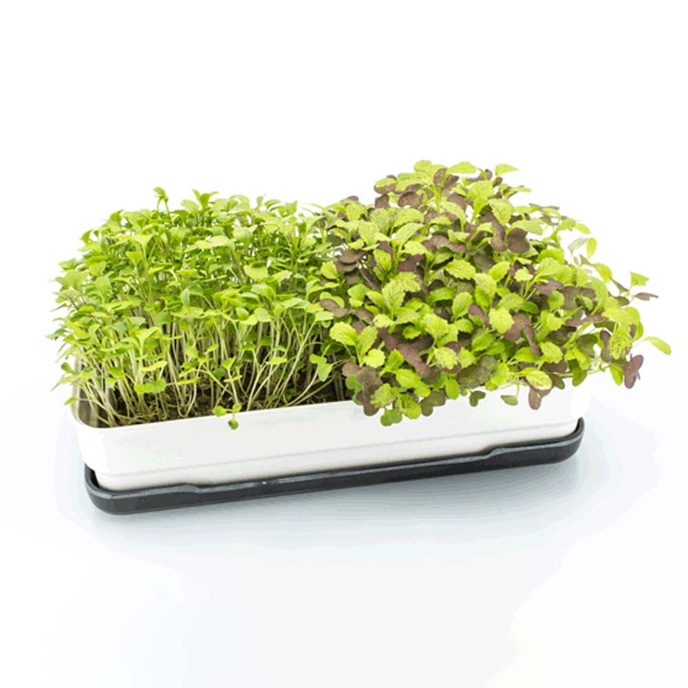 Micropod Microgreen Starter Kit - Dijon