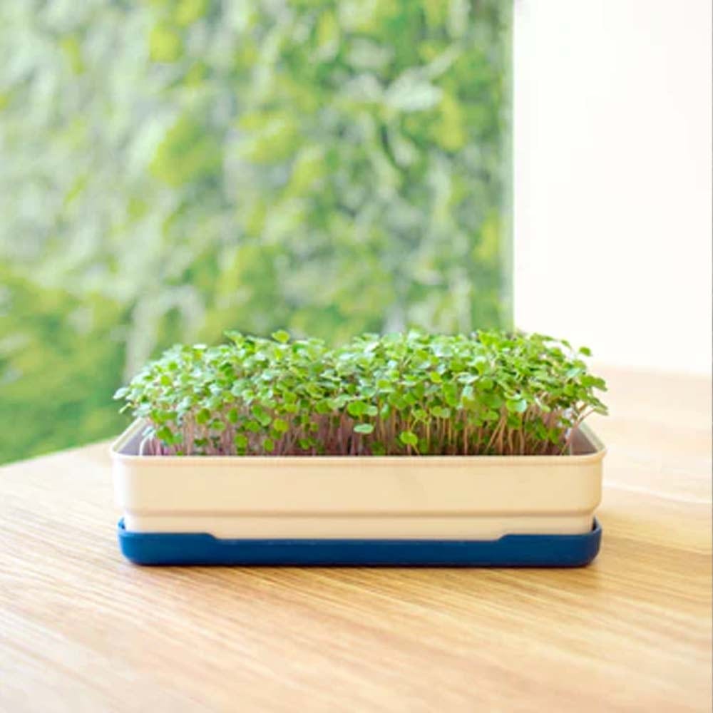 Micropod Microgreen Starter Kit - Dijon