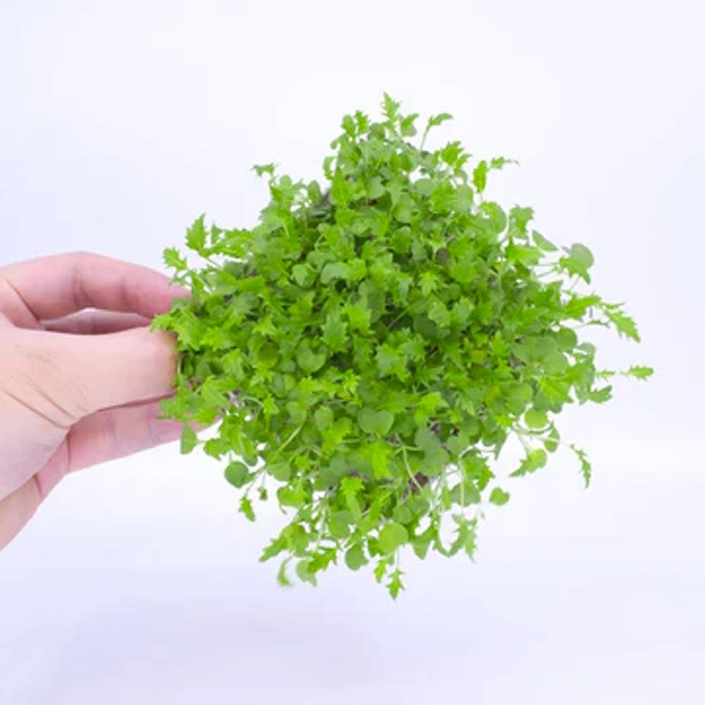 Micropod Seedmats - Mizuna (pack of 12)